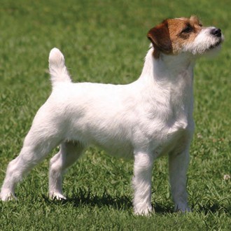 Jack Russell Terrier