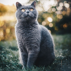 Zilot Maine Coon Polydactyl