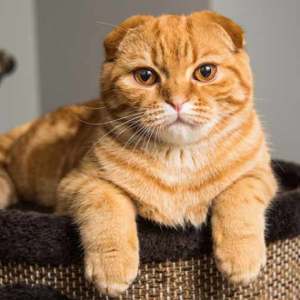 Scottish Fold & Straight