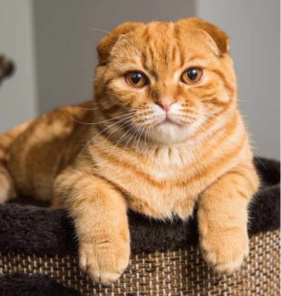Scottish Fold & Straight
