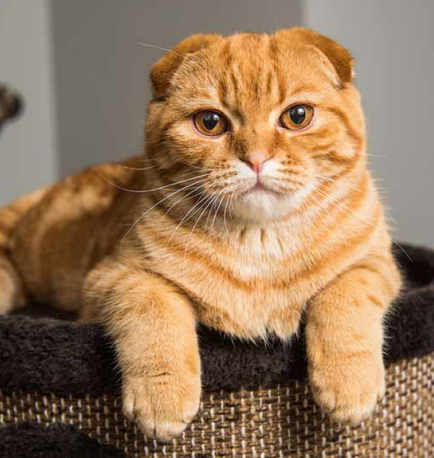 Zilot Maine Coon Polydactyl