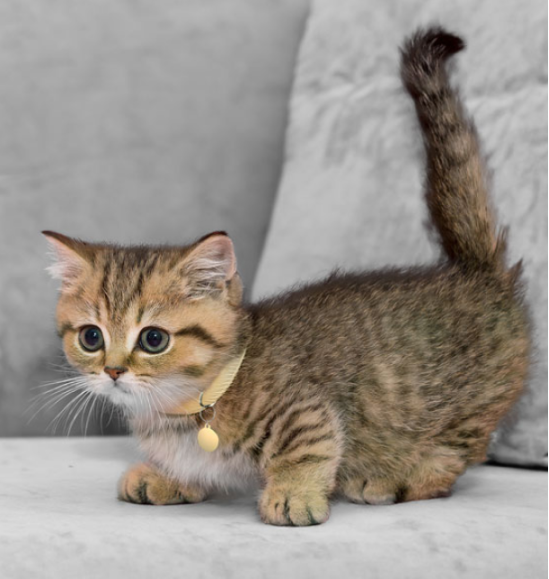 Munchkin Kittens
