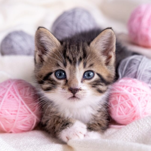 Zilot Maine Coon Polydactyl