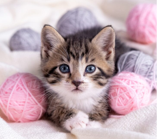 Zilot Maine Coon Polydactyl