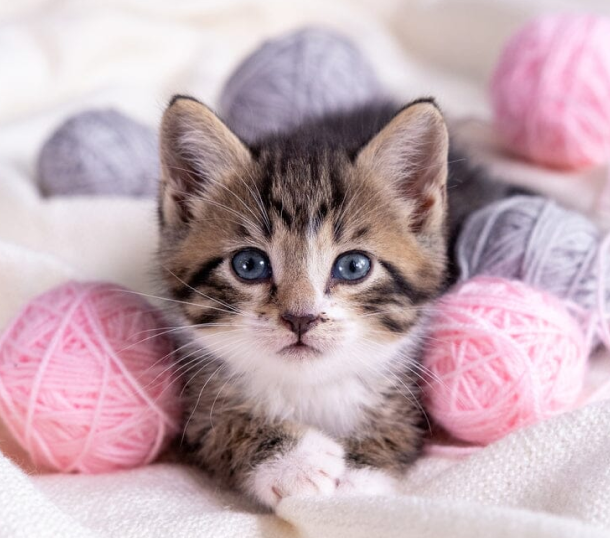 Zilot Maine Coon Polydactyl