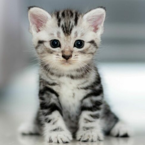 Zilot Maine Coon Polydactyl