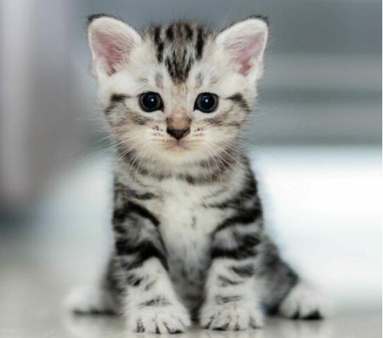 Zilot Maine Coon Polydactyl
