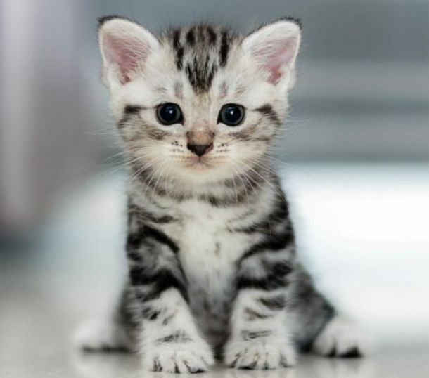 Zilot Maine Coon Polydactyl