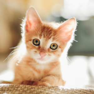 Zilot Maine Coon Polydactyl