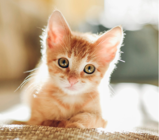 Zilot Maine Coon Polydactyl