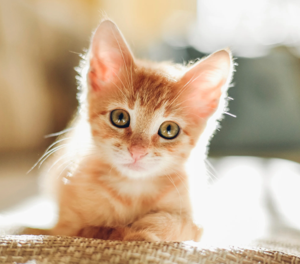 Zilot Maine Coon Polydactyl