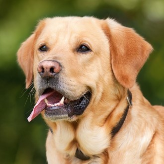 Retriever