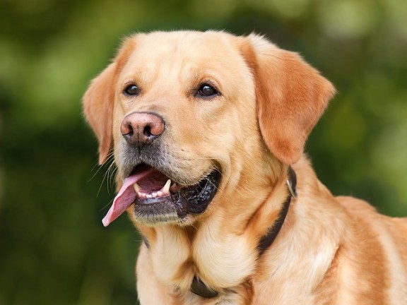 Retriever