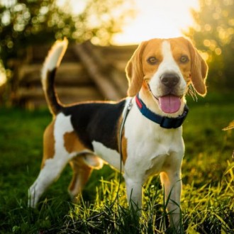 Beagle