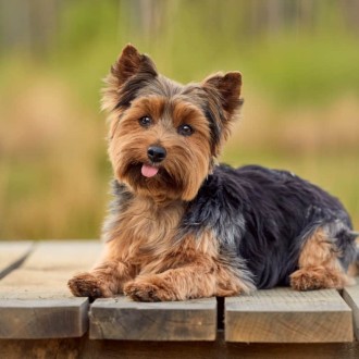 Yorkshire Terrier
